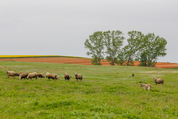 Old shepherd grazing his sheep in Turkey