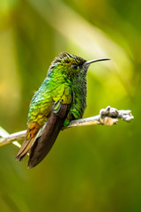 Amazilia decora, Charming Hummingbird, bird feeding sweet nectar from flower pink bloom. Hummingbird behaviour in tropic forest, nature habitat in Corcovado NP, Costa Rica. Two bird in fly, wildlife.