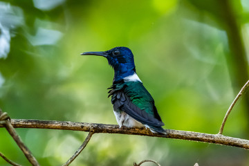 Amazilia decora, Charming Hummingbird, bird feeding sweet nectar from flower pink bloom. Hummingbird behaviour in tropic forest, nature habitat in Corcovado NP, Costa Rica. Two bird in fly, wildlife.