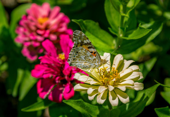 Natural background with butterfly on petals of beautiful zinnia flower with, growing in the garden. 
