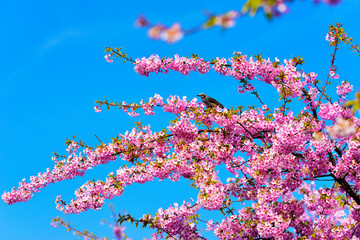 河津桜とヒヨドリ (三重県松阪市笠松・河津桜ロード)