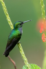 Amazilia decora, Charming Hummingbird, bird feeding sweet nectar from flower pink bloom. Hummingbird behaviour in tropic forest, nature habitat in Corcovado NP, Costa Rica. Two bird in fly, wildlife.