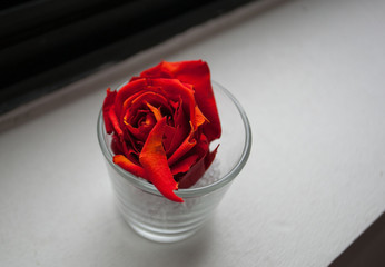 Rose rouge