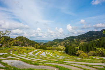 大山千枚田の春