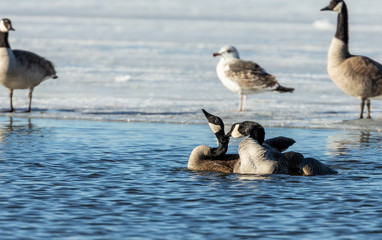 Fototapeta premium Goose. Canadian Geese. Mating canadian geese. Serial of 13 pictures.