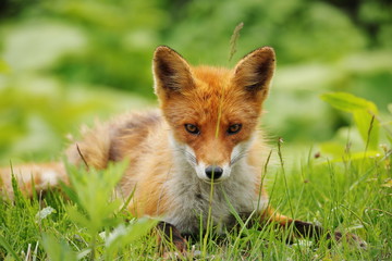 red fox in grass