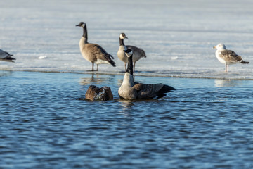 Goose. Canadian Geese. Mating canadian geese. Serial  of 13 pictures.