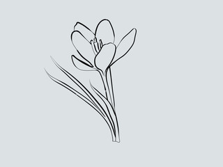 vector illustration of flower