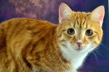 Close up of red cat with green eyes looking straight towards camera on abstract purple background