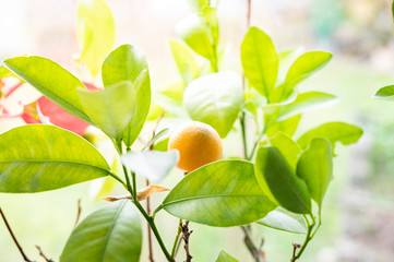 reife organge oder mandarine im gegenlicht an einem baum