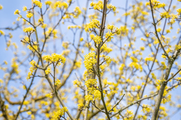 Gelbe Blüten im Frühling vor strahlend blauem Himmel