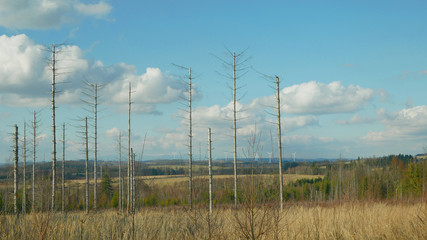 Bark wood beetle pest Ips typographus infestation, spruce and bast tree infested attacked by European spruce, wood larva and larvae, wind power mill mast turbines, calamity cutting deforestation