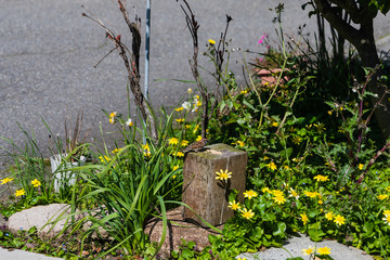 庭先のサンクチュアリー