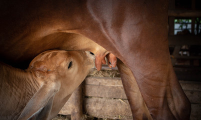 Cow calf sucking milk  