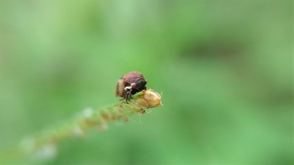 A little insect on the grass.  Another name is also known in Indonesia by the name Tonggoret. Suborder of Cicadomorpha, the order of Homoptera. 