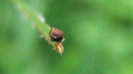 A little insect on the grass.  Another name is also known in Indonesia by the name Tonggoret. Suborder of Cicadomorpha, the order of Homoptera. 