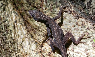 Belize – Lizard at Half Moon Caye Island