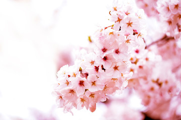 美しく咲き誇る満開のクローズアップのピンクの桜
