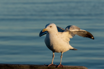 Bird. A seagull in a harbor in the glow of twilight ray.