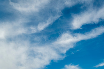 texture old birch bark in spring