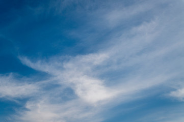 texture old birch bark in spring
