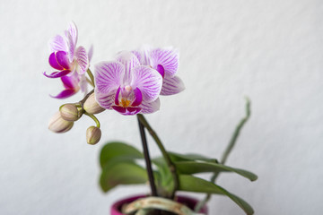Orchideen in Vase
