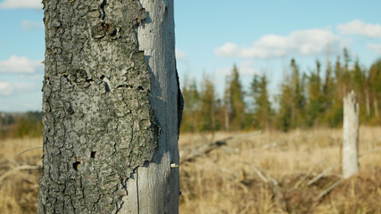Bark wood beetle pest Ips typographus infestation, spruce and bast tree infested attacked by...