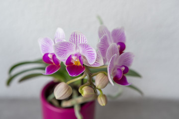 Orchideen in pinkem Topf