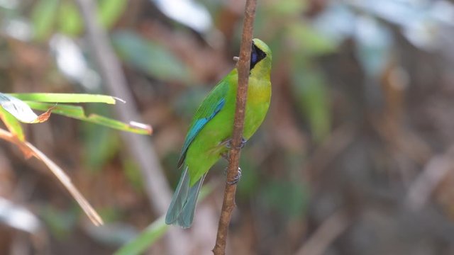 Blue-winged Leafbird Birds in Thailand and Southeast-Asia.