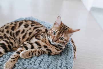 Bengalkatze Kitten Hauskatze putzt sich