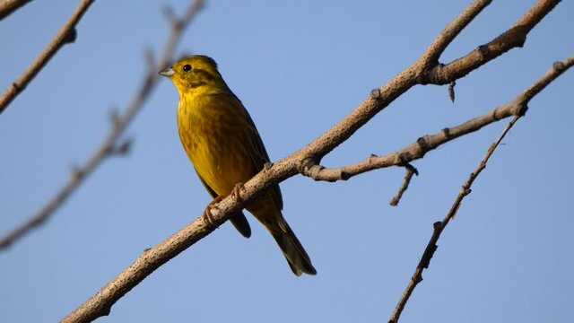 Birds near Moscow, yellow oatmeal on a tree branch.