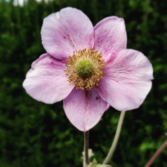 Fototapeta premium pink flower in garden