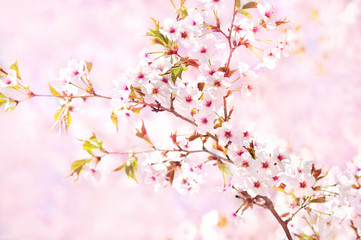 Spring blossom/springtime cherry bloom, bokeh flower background, pastel and soft floral card, selective focus, toned