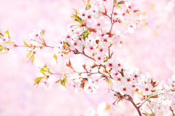 Obraz premium Spring blossom/springtime cherry bloom, bokeh flower background, pastel and soft floral card, selective focus, toned