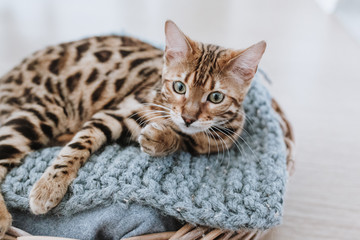 Bengalkatze Kitten Hauskatze putzt sich