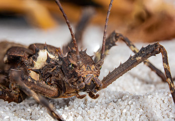 Giant Bornoe Stick Insect close up