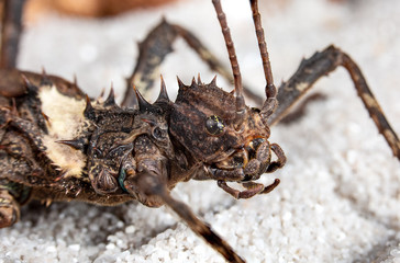 Giant Bornoe Stick Insect close up