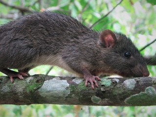 Photo of black rat forest on the bruch, also known as ship rat, is a common long-tailed rodent of...