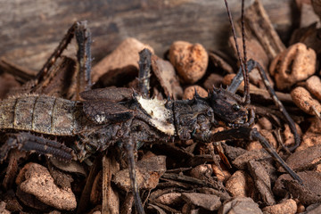 Giant Bornoe Stick Insect close up