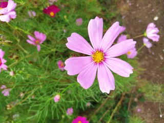 Obraz premium Pink flowers and green trees