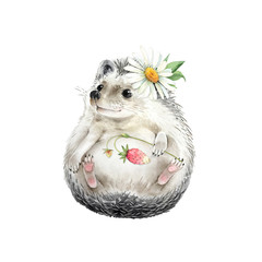 hedgehog cute animal with daisy flower on his head, isolated watercolor illustration © Lana