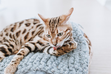 Bengalkatze Kitten Hauskatze putzt sich