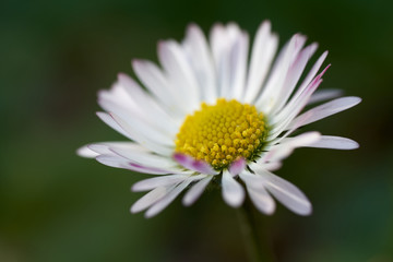 Wild flower Bellis perennis on the meadow. Known as Common daisy, Lawn daisy or English daisy. Small white flower blooming in the spring.