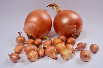 Two big sweet onions and many small onions on a white background, Yellow onion on fabric background