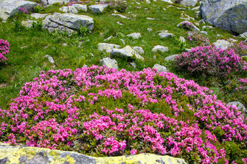 Wild pink rhododendron flowers on the glacier lake side, Retezat mountain. Romania, Transylvania