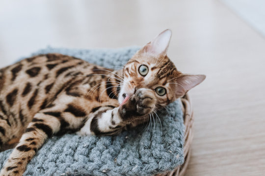 Bengalkatze Kitten Hauskatze putzt sich