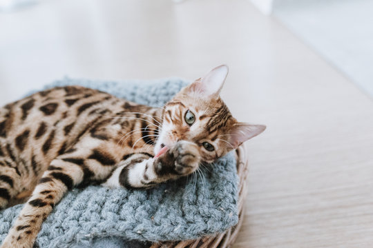 Bengalkatze Kitten Hauskatze putzt sich