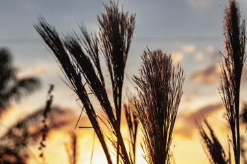 ears of wheat on a background of sunset sky
