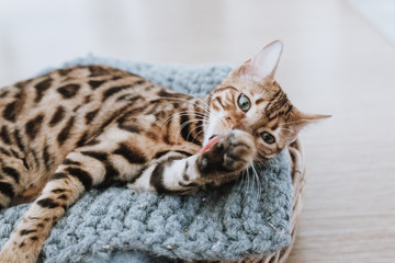 Bengalkatze Kitten Hauskatze putzt sich