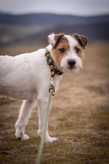 Parson Russell Terrier with elegant collar and leash
